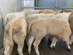 Runner Bulls - Image 2
