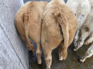 Runner Bulls - Image 4