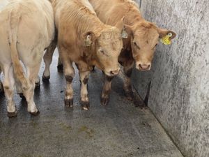 Runner Bulls - Image 3