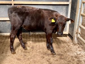 Bull Runners - Image 2
