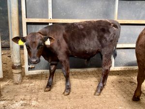Reared Calves - Image 2