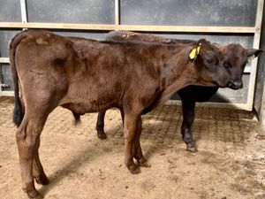 Reared Calves - Image 4