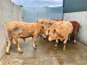 31/7/24 - Charolais Bullocks - Image 4