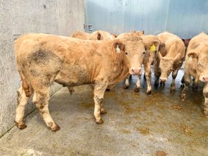 31/7/24 - Charolais Bullocks - Image 3