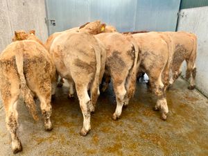 31/7/24 - Charolais Bullocks - Image 2