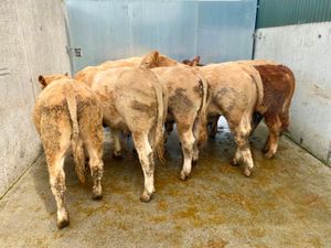 Smashing Bullocks - Image 4