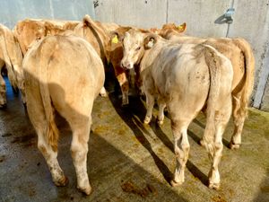 9/8/24 - Charolais Bullocks - Image 2