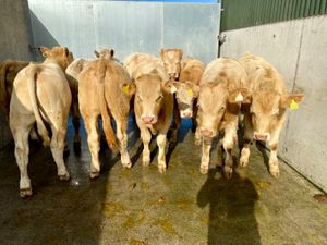 9/8/24 - Charolais Bullocks - Image 4