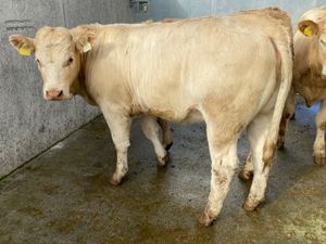 4 Charolais Heifers - Image 2