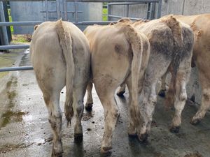 4 Charolais Heifers - Image 4