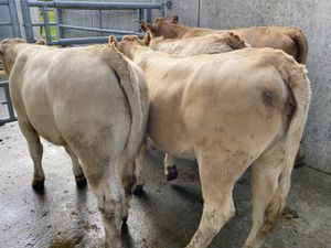 4 Charolais Heifers - Image 3