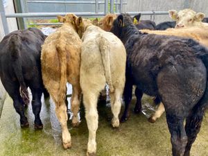 ONLY €820 Bulls - Image 2
