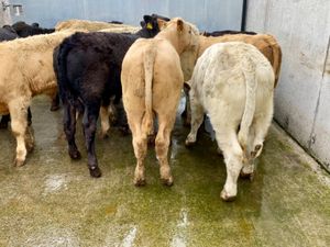 ONLY €820 Bulls - Image 3