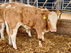 7 Cheap Cows - Image 4