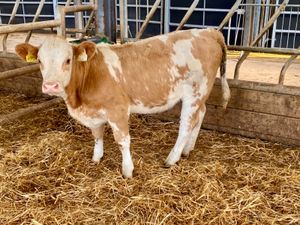 7 Cheap Cows - Image 3