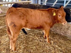 7 Cheap Cows - Image 2