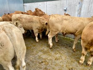 Bull Weanlings - Image 3