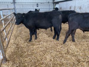 Angus Bullocks Suckler Bred - Image 3