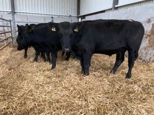 Angus Bullocks Suckler Bred - Image 4