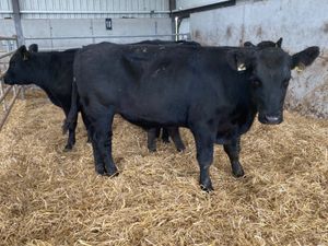 Angus Bullocks Suckler Bred - Image 2