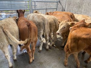 Runners Heifers - Image 3