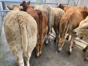 Runners Heifers - Image 4
