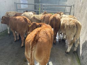 Runner Heifers - Image 4