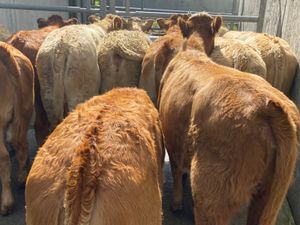 Runner Heifers - Image 2