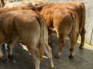 Runner Heifers - Image 3