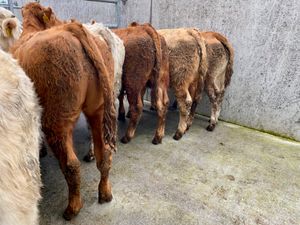 10 Smashing Bull Weanlings - Image 3