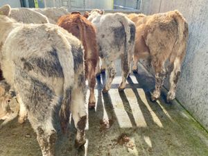 9 Smashing Bullocks - Image 2