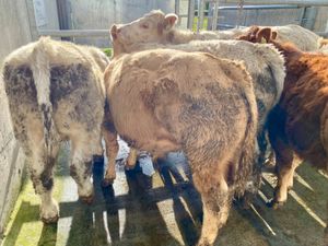 9 Continental Charolais Bullocks - Image 4