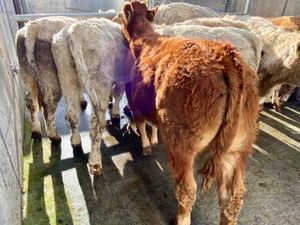 9 Continental Charolais Bullocks - Image 3