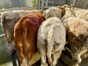 9 Continental Charolais Bullocks - Image 2