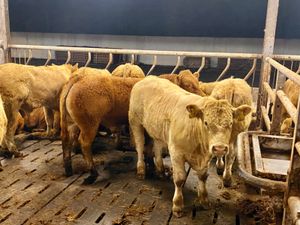 BULLOCKS - Image 2