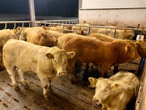 BULLOCKS - Image 3