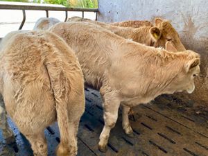 Champion Charolais Heifers from the West - Image 4