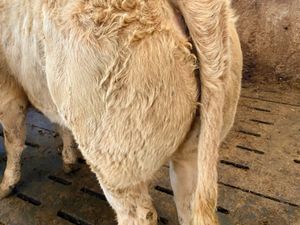 Champion Charolais Heifers from the West - Image 2