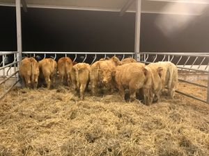 300kg Heifers Top Quality - Image 2