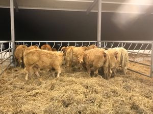 300kg Heifers Top Quality - Image 3