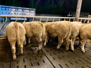 Kilfenora Heifers - Image 3