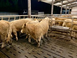 Super Charolais Heifers from the West - Image 4