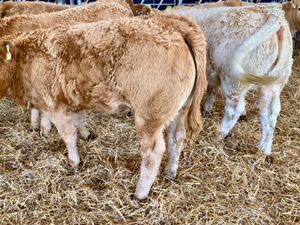 Golden Heifers - Image 3