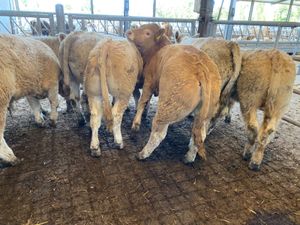 Do U Need Bullocks - Image 4