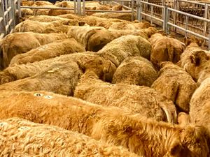 Do U Need Charolais Bullocks - Image 2