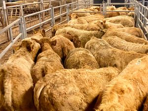 Do U Need Charolais Bullocks - Image 4