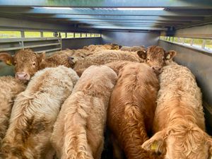 💥13/5/25💥 Fresh in Bullocks & Heifers - Image 3