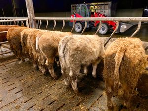 6 Smashing Bullocks - Image 2