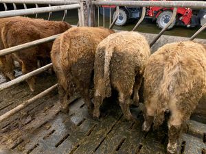 6 Smashing Bullocks - Image 3