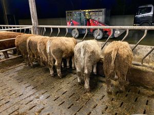 6 Smashing Bullocks - Image 3